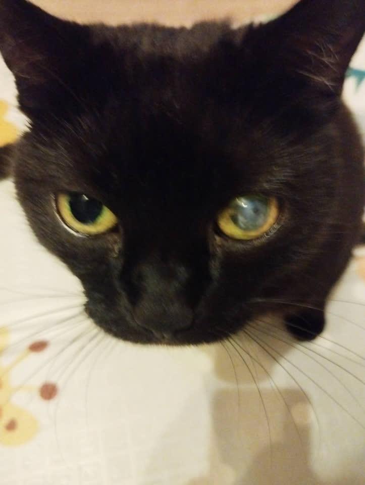 My cat - Tina A close-up picture of a black cat looking at the camera